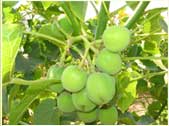 Diesel fuel plant-Jatropha