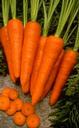 carrots